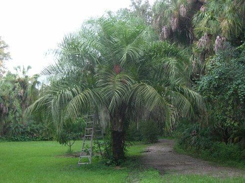 Photo of Mule Palm (XButyagrus nabonnandii) uploaded by eriktampabay