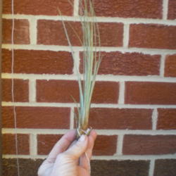 Location: ,Front Royal,Va
Date: 2013-03-09
This is the real Juncea