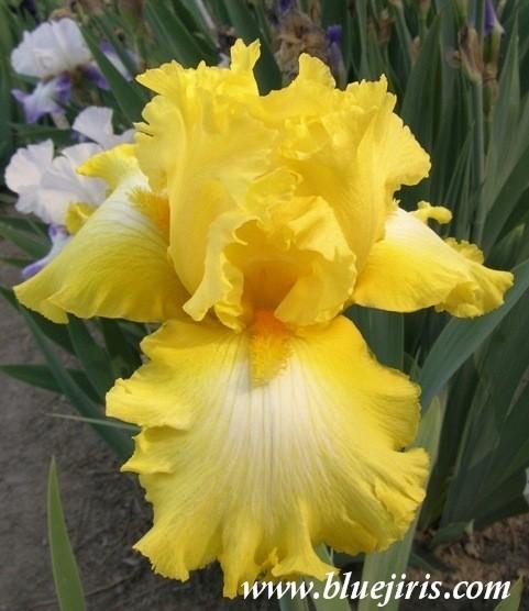 Photo of Tall Bearded Iris (Iris 'It's Magic') uploaded by Calif_Sue