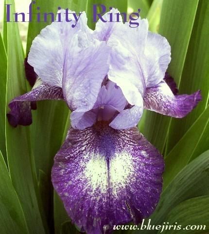 Photo of Intermediate Bearded Iris (Iris 'Infinity Ring') uploaded by Calif_Sue