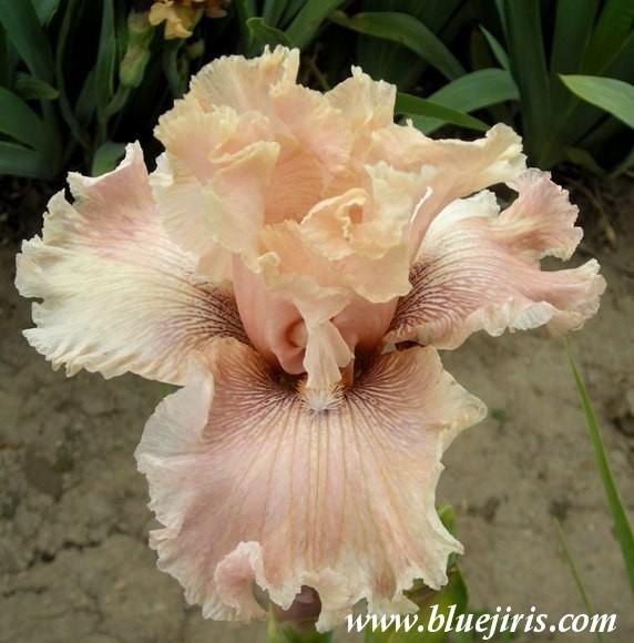 Photo of Tall Bearded Iris (Iris 'In a Kiss') uploaded by Calif_Sue