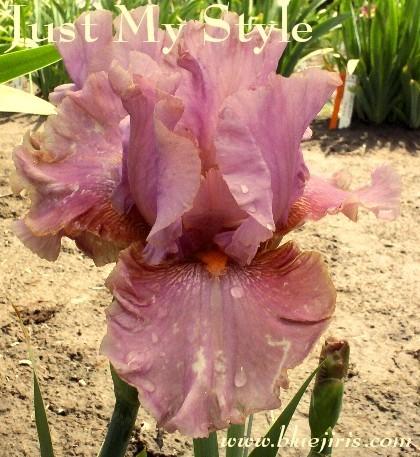 Photo of Tall Bearded Iris (Iris 'Just My Style') uploaded by Calif_Sue