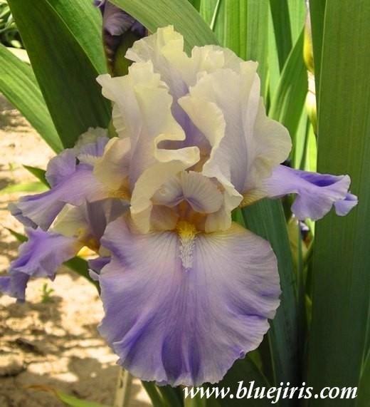 Photo of Tall Bearded Iris (Iris 'In Your Dreams') uploaded by Calif_Sue
