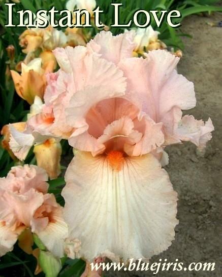 Photo of Tall Bearded Iris (Iris 'Instant Love') uploaded by Calif_Sue