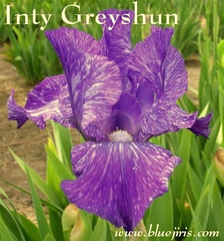 Photo of Border Bearded Iris (Iris 'Inty Greyshun') uploaded by Calif_Sue