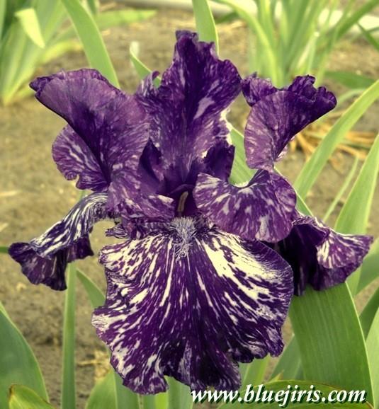 Photo of Tall Bearded Iris (Iris 'Jumpin Jack Flash') uploaded by Calif_Sue