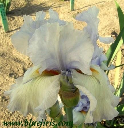 Photo of Tall Bearded Iris (Iris 'Just Pretending') uploaded by Calif_Sue