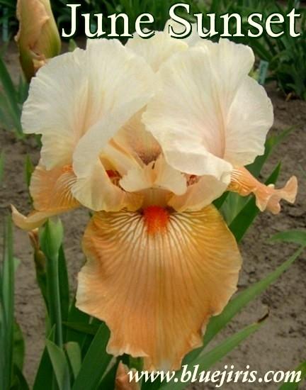 Photo of Tall Bearded Iris (Iris 'June Sunset') uploaded by Calif_Sue