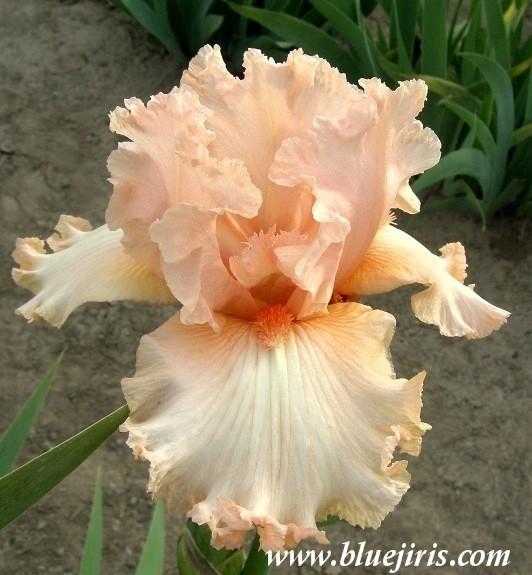 Photo of Tall Bearded Iris (Iris 'Iris Irene') uploaded by Calif_Sue