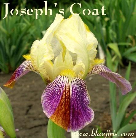 Photo of Miniature Tall Bearded Iris (Iris 'Joseph's Coat Katkamier') uploaded by Calif_Sue