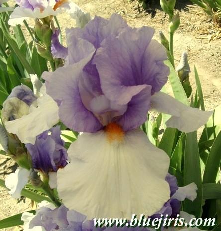 Photo of Tall Bearded Iris (Iris 'John Paul Jones') uploaded by Calif_Sue
