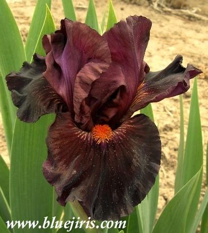 Photo of Intermediate Bearded Iris (Iris 'Jump Start') uploaded by Calif_Sue