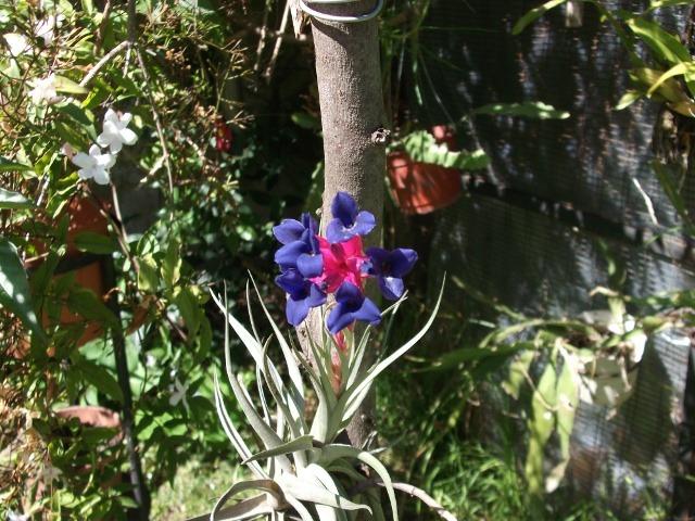 Photo of Carnations of the Air (Tillandsia aeranthos) uploaded by ceci