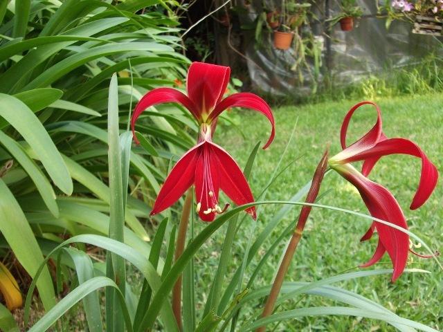 Photo of Aztec Lily (Sprekelia formosissima) uploaded by ceci