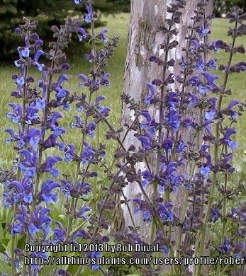 Photo of Meadow Sage (Salvia pratensis) uploaded by robertduval14