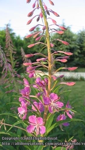 Photo of Fireweed (Chamaenerion angustifolium subsp. angustifolium) uploaded by robertduval14