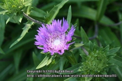 Photo of Stokes' Aster (Stokesia laevis) uploaded by robertduval14