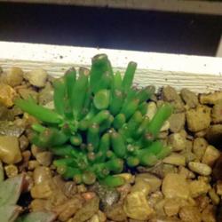 Location: Inside in window sill box
Date: March 10th, 2013 
My new baby finger jade plant