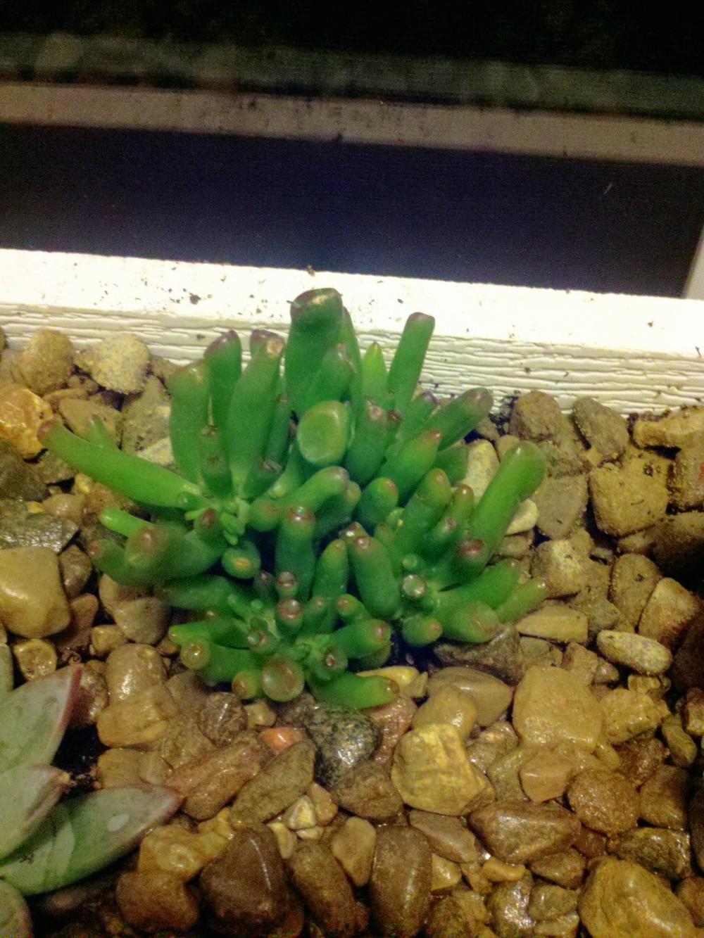 Photo of Finger Jade (Crassula ovata 'Gollum') uploaded by Jookieblue
