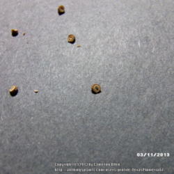 Location: Plano, TX
Date: 2013-03-11
comma shaped seeds