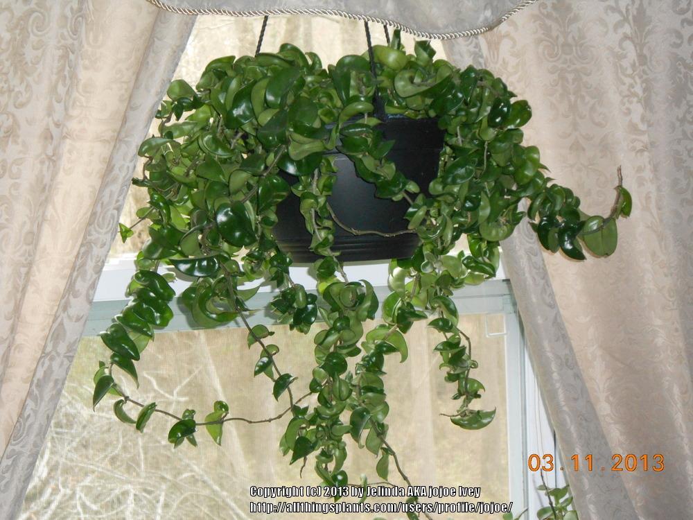 Photo of Hindu Rope Hoya (Hoya carnosa 'Compacta') uploaded by jojoe