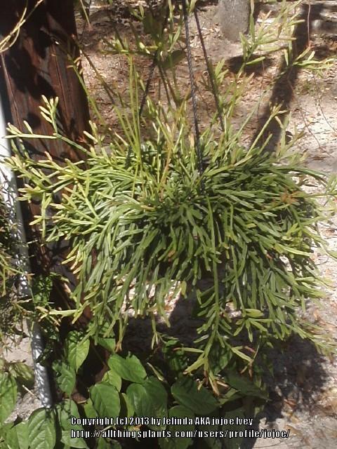 Photo of Mistletoe Cactus (Rhipsalis sulcata) uploaded by jojoe