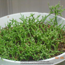 Location: Thomson,Ga.
Date: 2013-03-06
This plant was propagated from cuttings about a year ago.