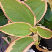 Detail showing variegated leaf edges