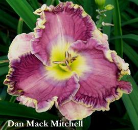 Photo of Daylily (Hemerocallis 'Dan Mack Mitchell') uploaded by Calif_Sue
