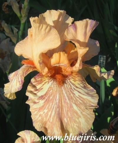 Photo of Tall Bearded Iris (Iris 'King Tush') uploaded by Calif_Sue