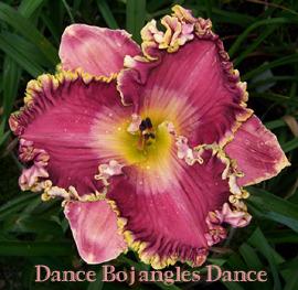 Photo of Daylily (Hemerocallis 'Dance Bojangles Dance') uploaded by Calif_Sue