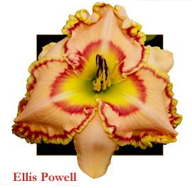 Photo of Daylily (Hemerocallis 'Ellis Powell') uploaded by Calif_Sue