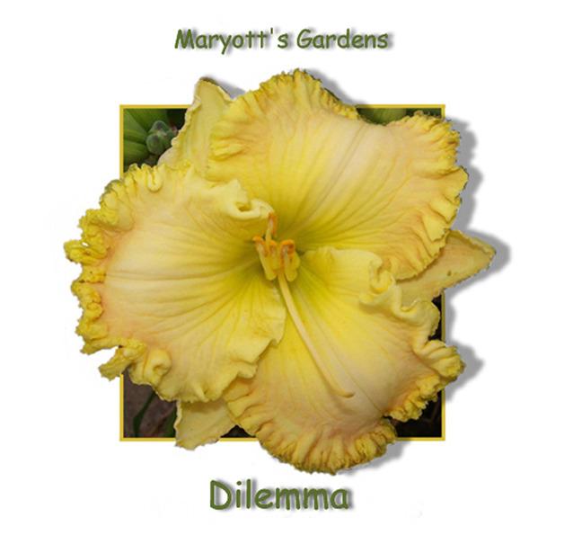 Photo of Daylily (Hemerocallis 'Dilemma') uploaded by Calif_Sue