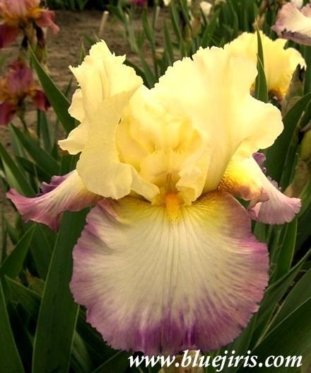Photo of Tall Bearded Iris (Iris 'Kiss of Kisses') uploaded by Calif_Sue