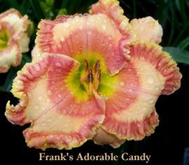 Photo of Daylily (Hemerocallis 'Frank's Adorable Candy') uploaded by Calif_Sue