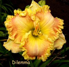Photo of Daylily (Hemerocallis 'Dilemma') uploaded by Calif_Sue