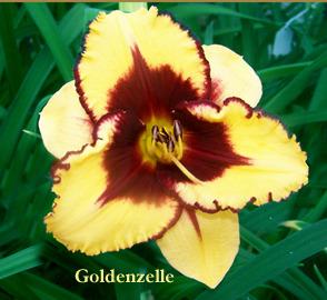 Photo of Daylily (Hemerocallis 'Goldenzelle') uploaded by Calif_Sue
