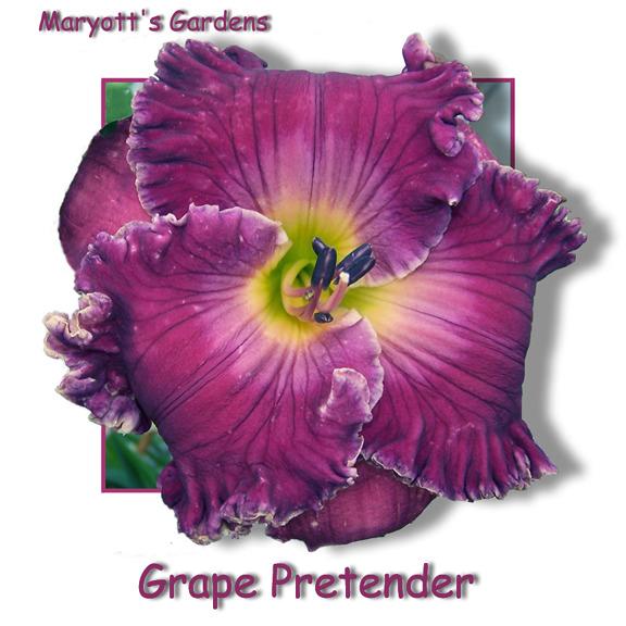 Photo of Daylily (Hemerocallis 'Grape Pretender') uploaded by Calif_Sue