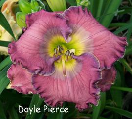 Photo of Daylily (Hemerocallis 'Doyle Pierce') uploaded by Calif_Sue