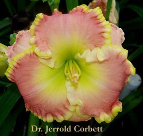 Photo of Daylily (Hemerocallis 'Dr Jerrold Corbett') uploaded by Calif_Sue