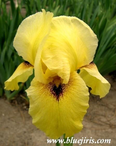 Photo of Arilbred Iris (Iris 'Kiosk') uploaded by Calif_Sue