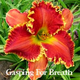 Photo of Daylily (Hemerocallis 'Gasping for Breath') uploaded by Calif_Sue