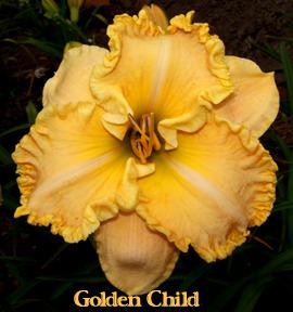 Photo of Daylily (Hemerocallis 'Golden Child') uploaded by Calif_Sue