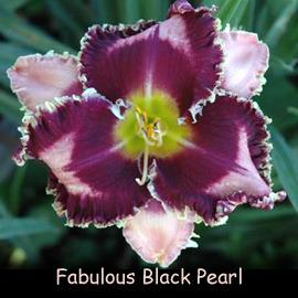 Photo of Daylily (Hemerocallis 'Fabulous Black Pearl') uploaded by Calif_Sue