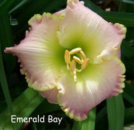 Photo of Daylily (Hemerocallis 'Emerald Bay') uploaded by Calif_Sue