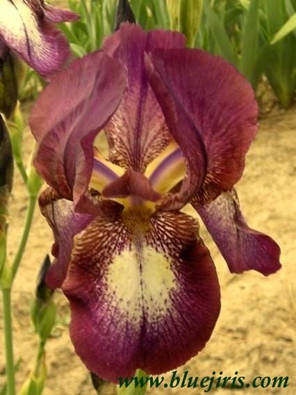 Photo of Tall Bearded Iris (Iris 'Karachi') uploaded by Calif_Sue