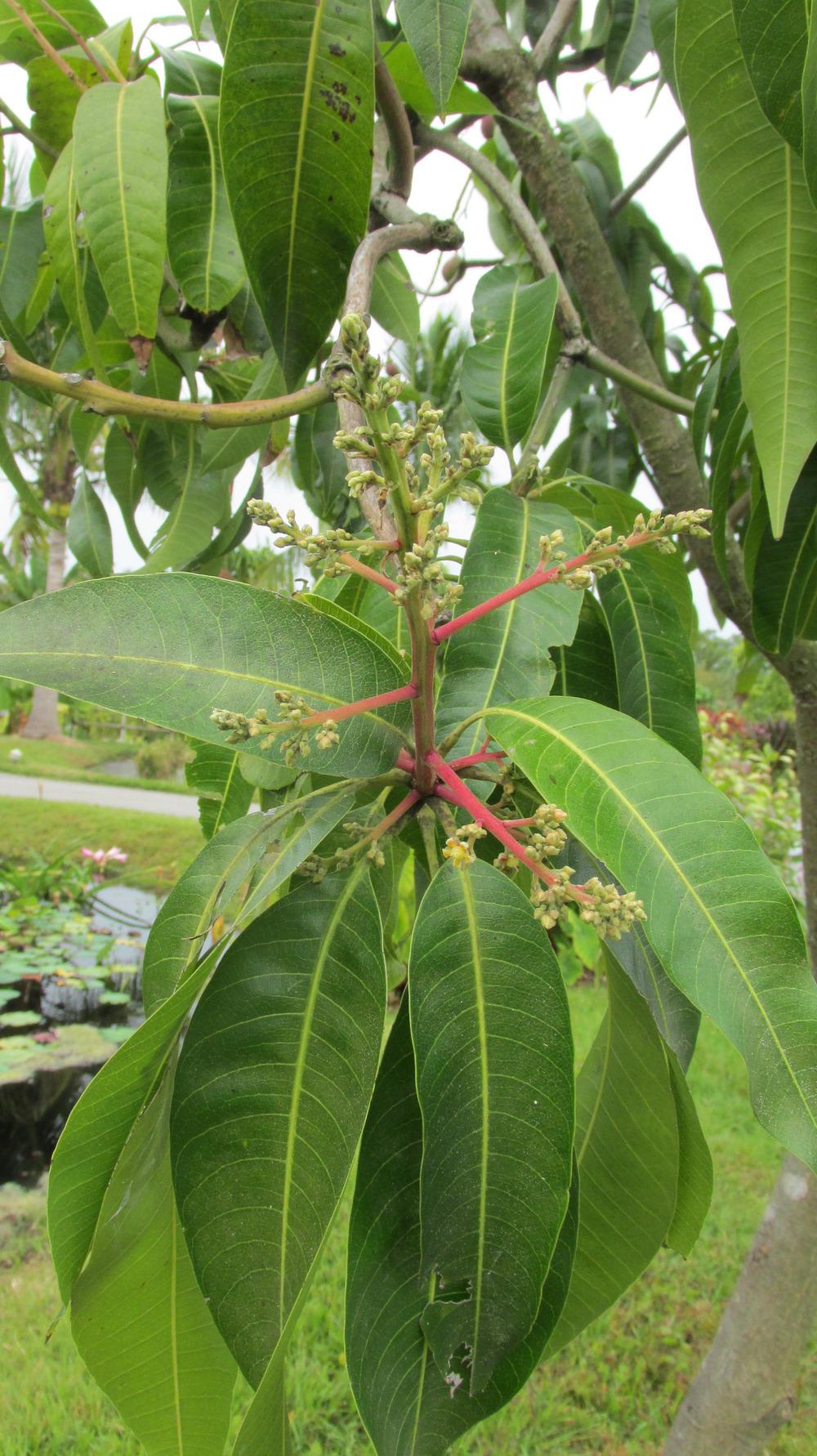 Photo of Common Mango (Mangifera indica) uploaded by Dutchlady1