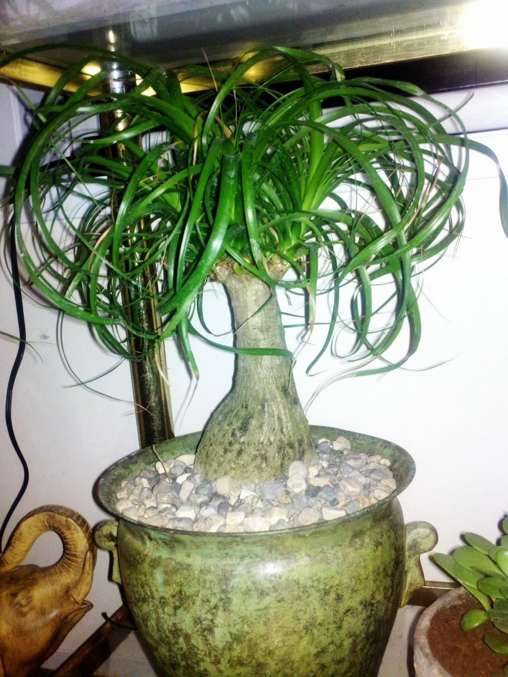 Photo of Ponytail Palm (Beaucarnea recurvata) uploaded by Jookieblue