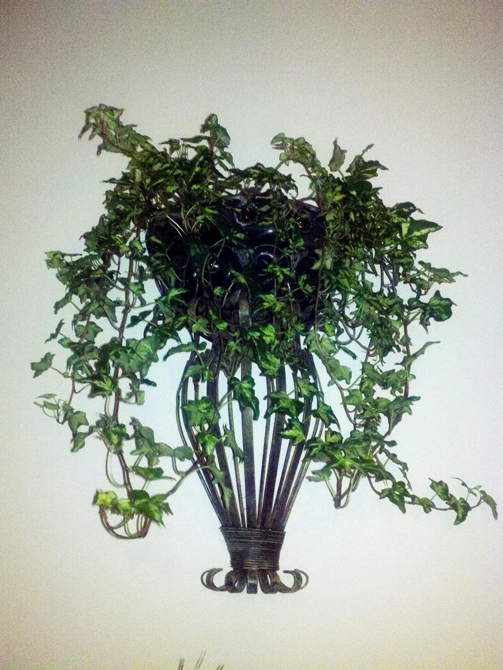 Photo of English Ivy (Hedera helix) uploaded by Jookieblue
