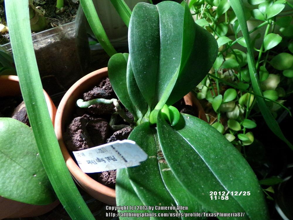 Photo of Orchid (Phalaenopsis Sogo Vivien) uploaded by TexasPlumeria87